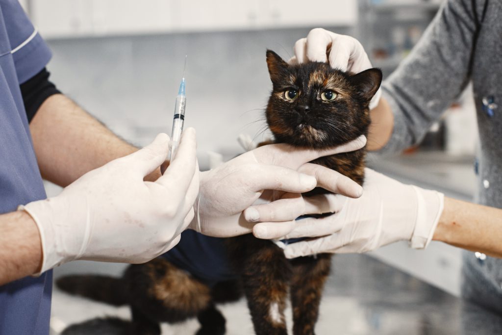 Covid vaccine being developed for dogs, cats, lions, leopards, mice and rabbits