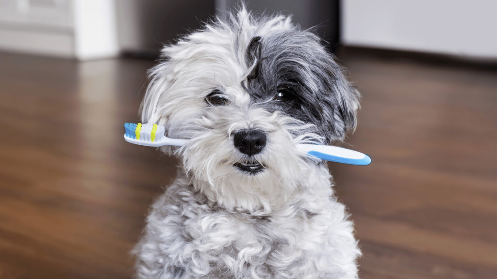 dental hygiene for your dog
