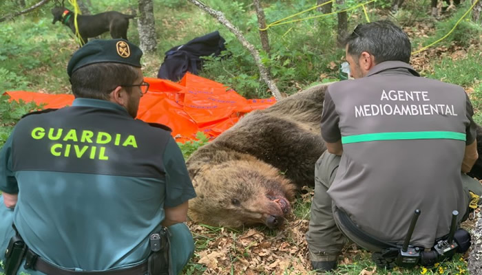Brown bear found dead in Palencia after suspected fight with female