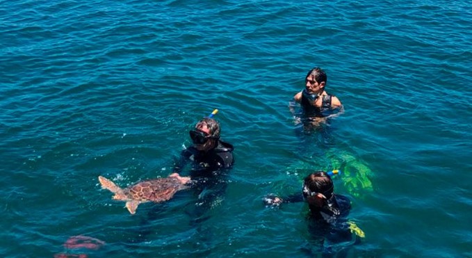 Malaga's Aula del Mar releases two young loggerhead turtles back into the sea