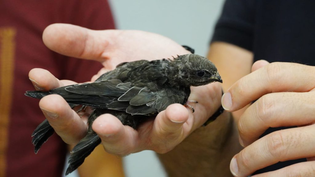 Balearic Islands Government urges citizens to help save swift chicks