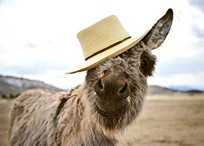 Donkey in a Hat