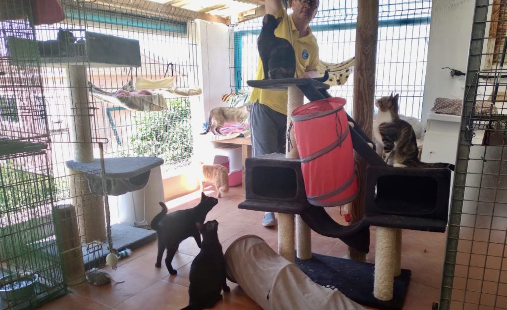 A day at the PAWS-PATAS cattery in Los Gallardos in Almeria