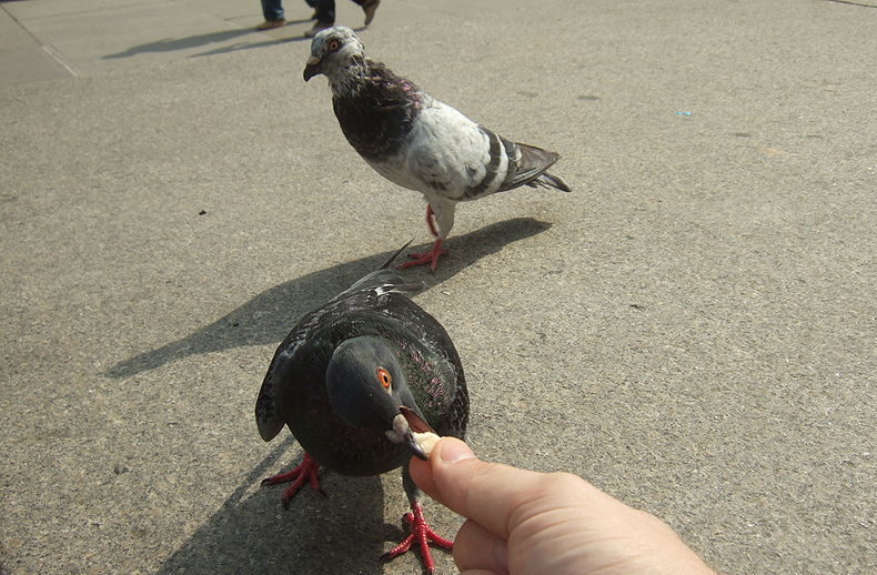 Pigeons and their droppings pose an increasing problem in Elche (Alicante)