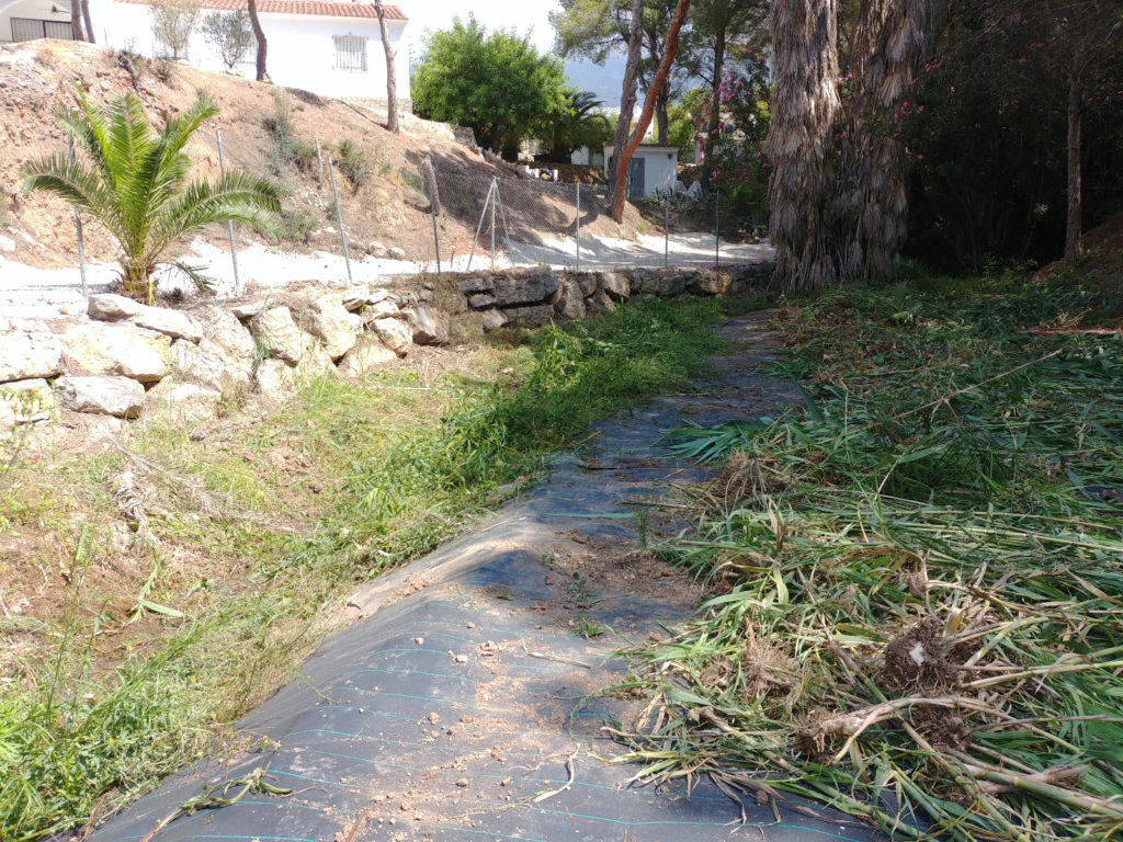 Invaders repelled as Altea (Alicante) town hall eradicates non-native reeds from stream