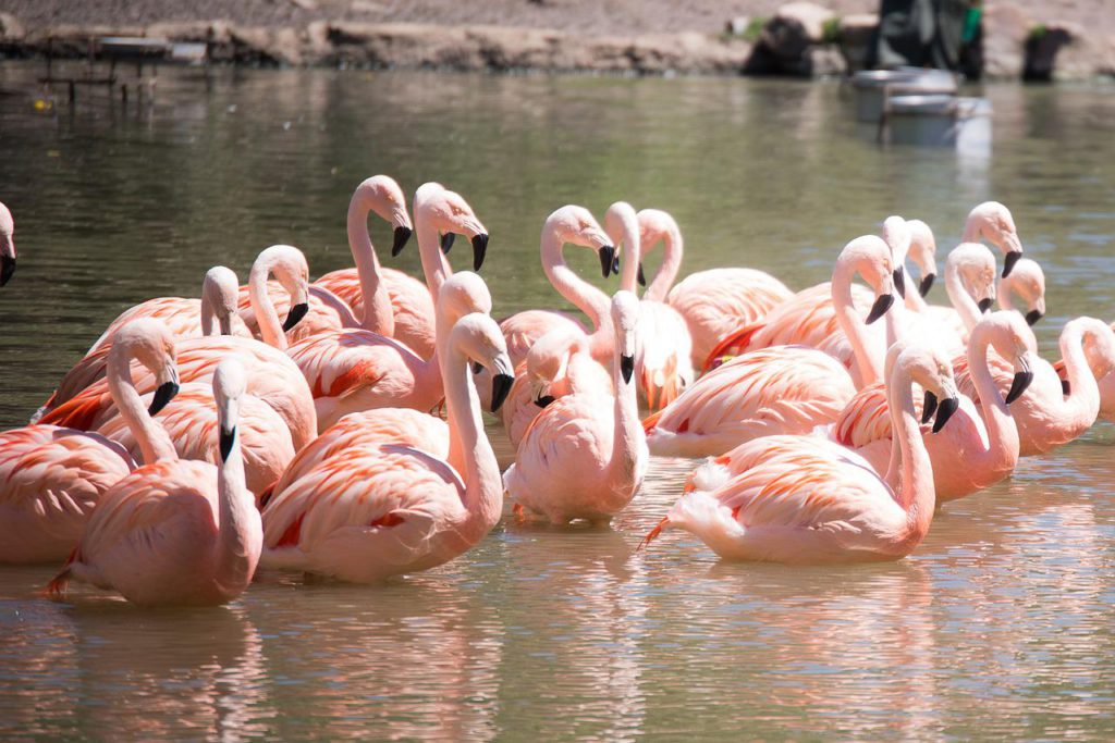 Population explosion of flamingos hatched in the Torrevieja (Alicante) salt lakes