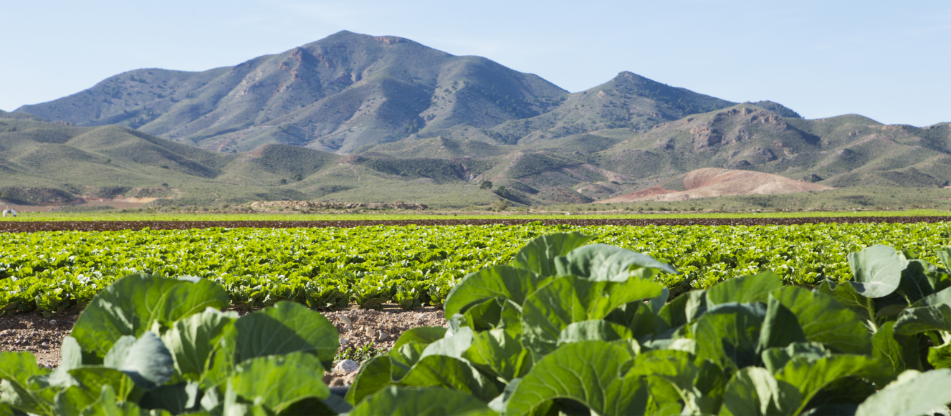 Big Pulpi agricultural company gets bigger after taking over Murcia firms