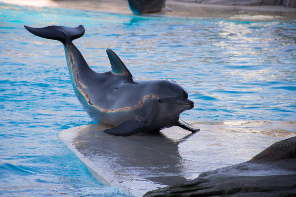 Barcelona Zoo to demolish whale & dolphin stadium enclosure