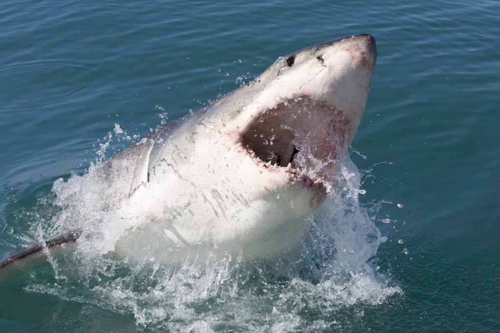 Girl loses leg in horrifying shark attack at Keaton Beach, Florida