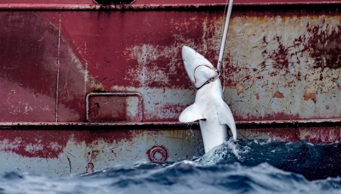 Greenpeace denounces Spanish and Portuguese ships for catching baby sharks
