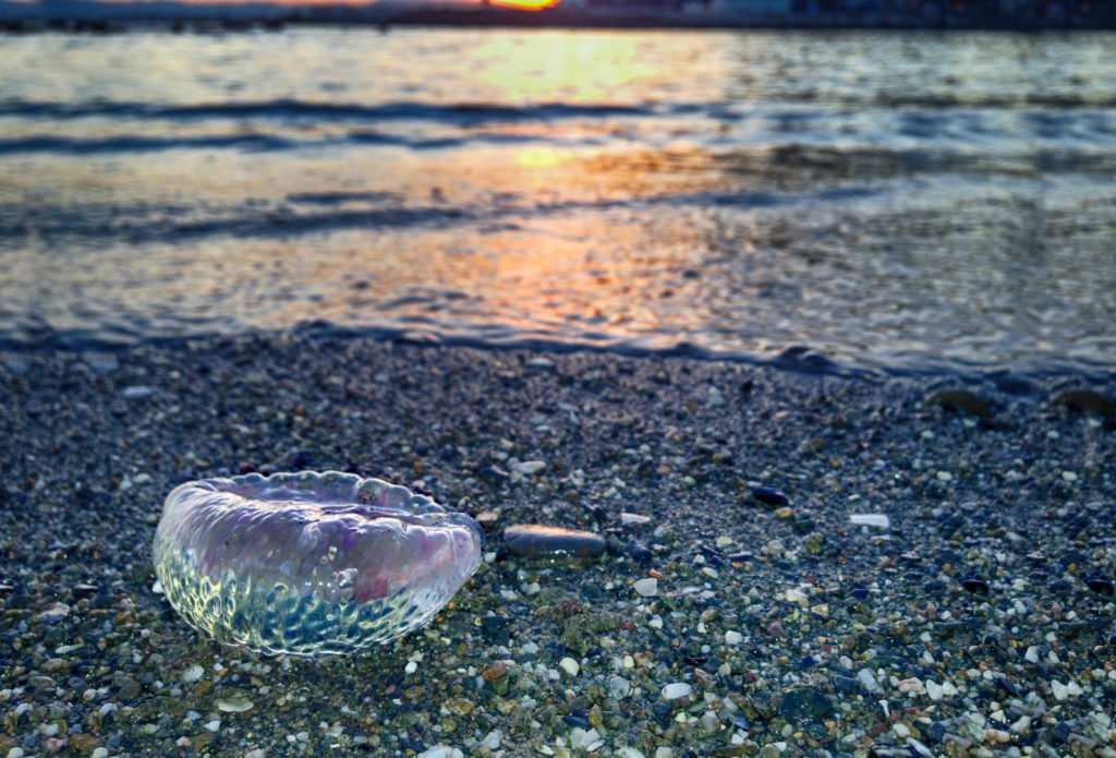 Jellyfish warning issued as rise in numbers expected Malaga beaches