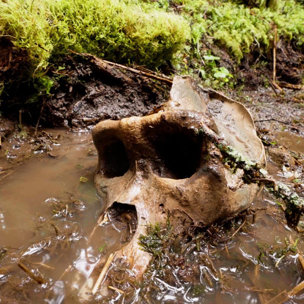 HUGE discovery made in British Columbia as large primate skull found « Euro Weekly News