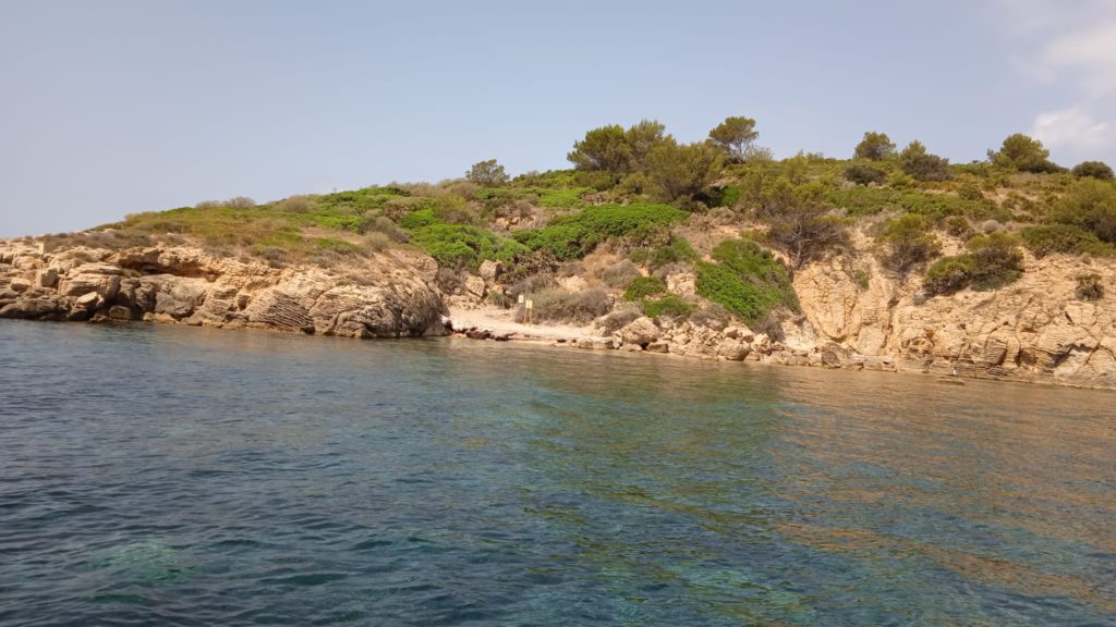 Balearic Islands monitor colony of great shearwaters on Pantaleu islet