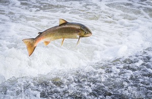 "Salmon stocks are reaching crisis point" says UK Environmental Agency