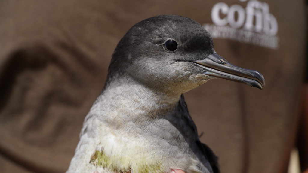 Help save shearwaters: Balearic Islands Government asks for collaboration from citizens
