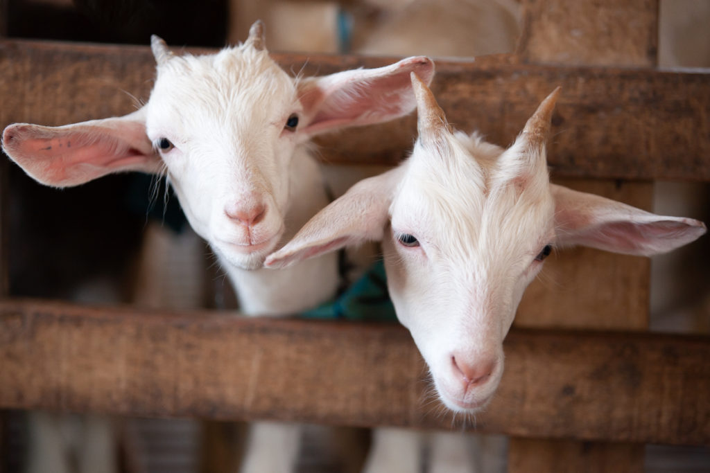 goat abuse scandal
