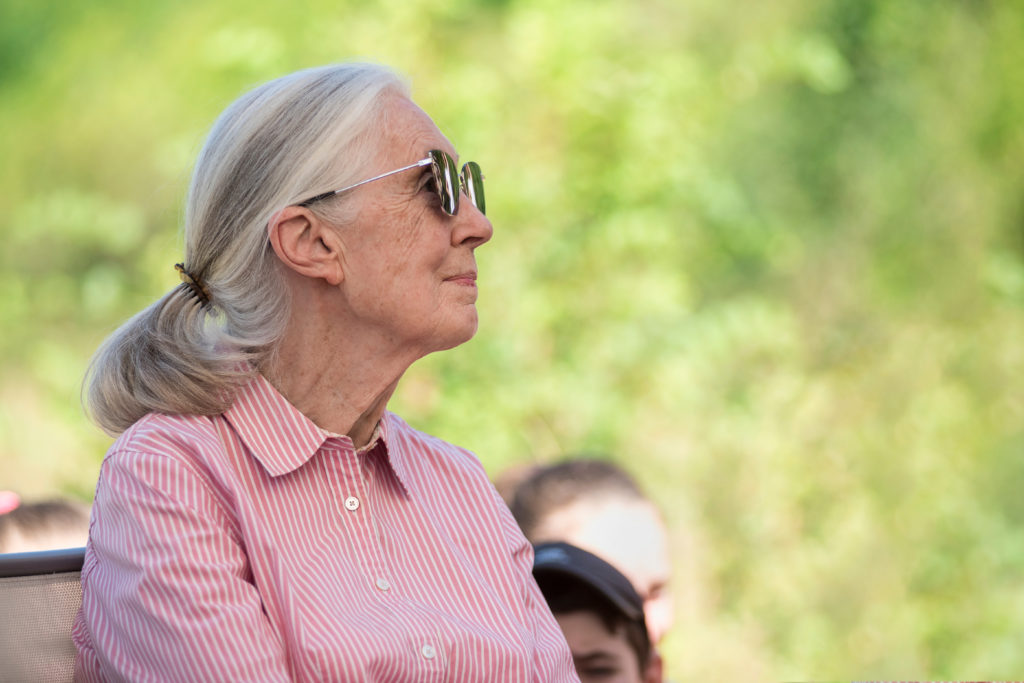 Jane Goodall and chimpanzee David Greybeard honoured with Barbie doll