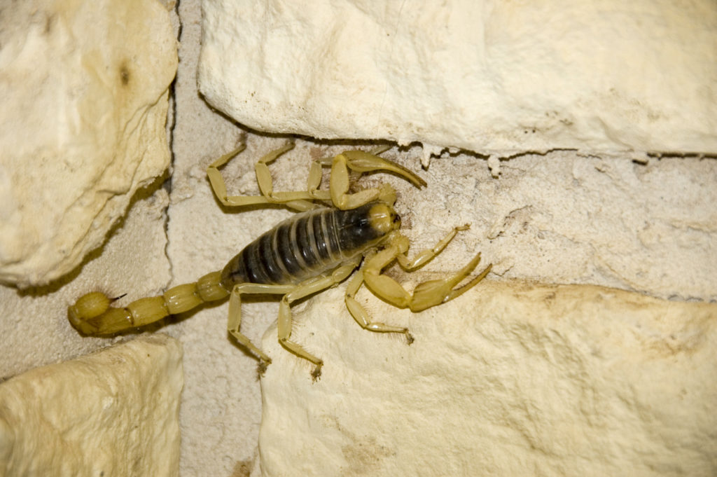 Scorpions discovered in Costa Blanca's Lagunas in La Mata National Park