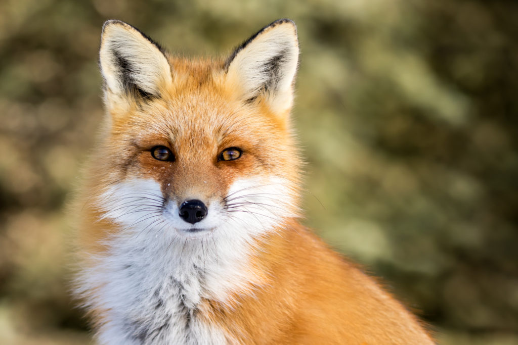 Your dog’s poo is supporting Britain’s fox population, in lean times