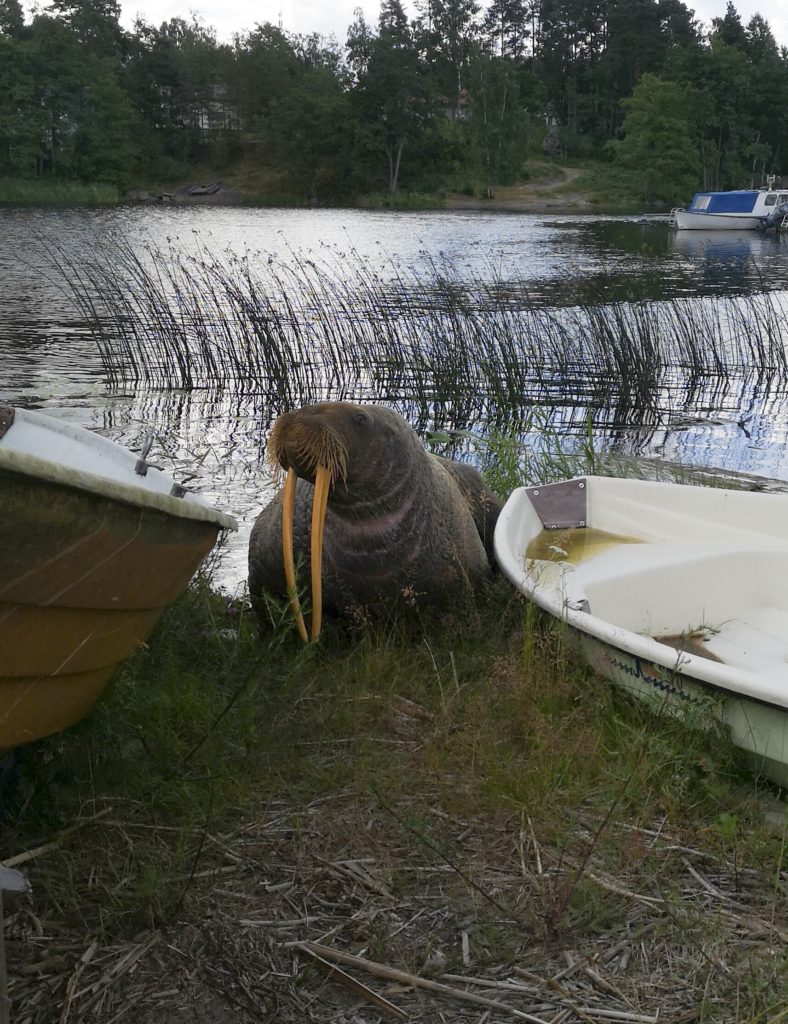 UPDATE: Walrus found on the shore in Hamina, Finland has died, causing some outrage
