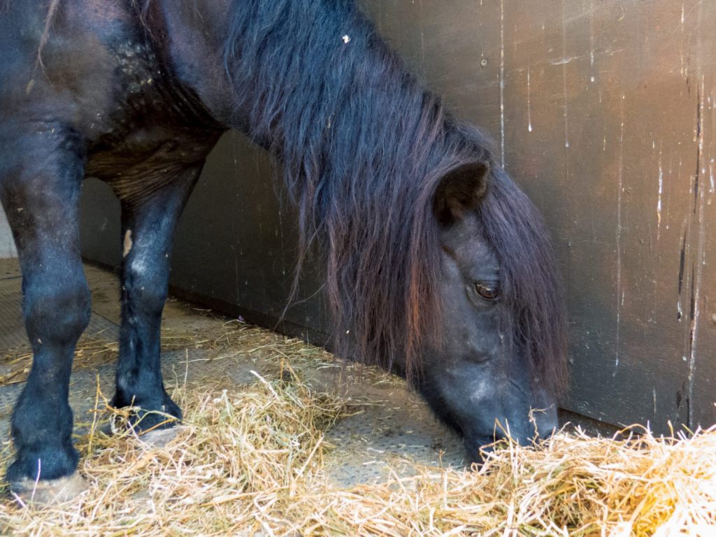 Help needed for the Easy Horse Care Rescue Centre in Rojales (Alicante).