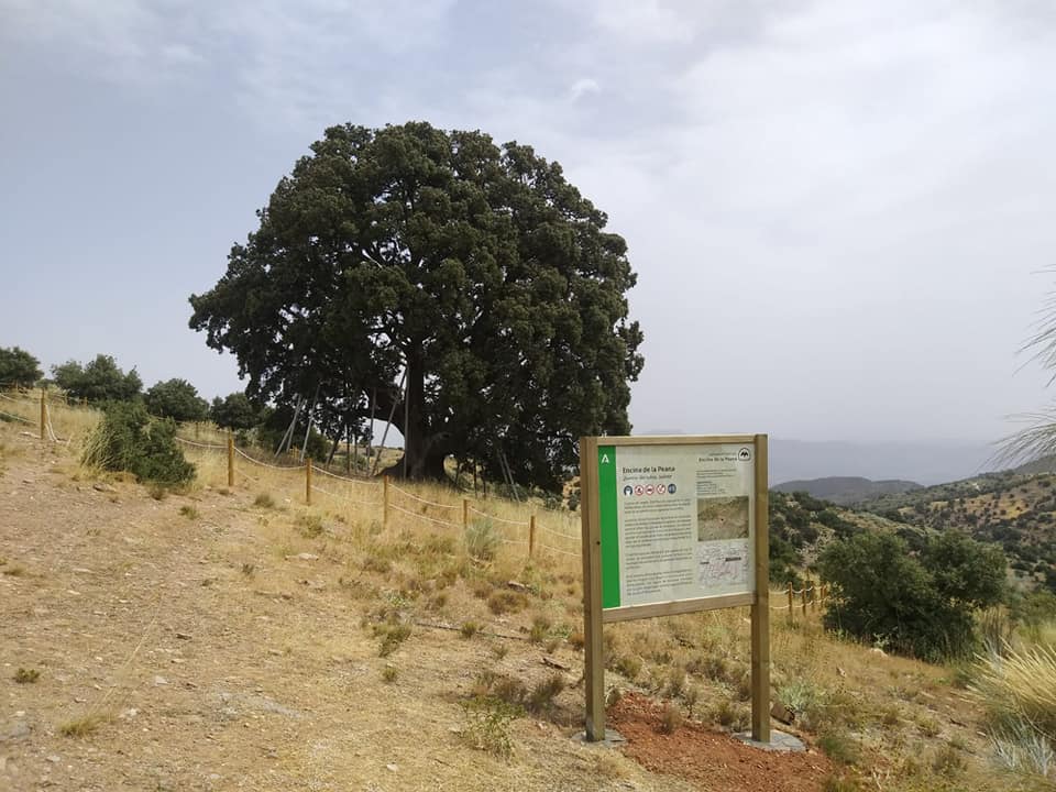 TLC ensures survival of the ancient holm oak in Seron (Almeria)
