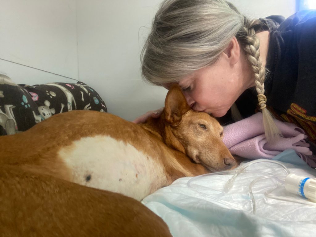 POLLY UPDATE: Sad news as Mijas rescue dog dies following surgery