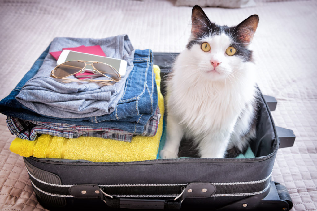 Image – Cat in suitcase: Monika Wisniewska/shutterstock