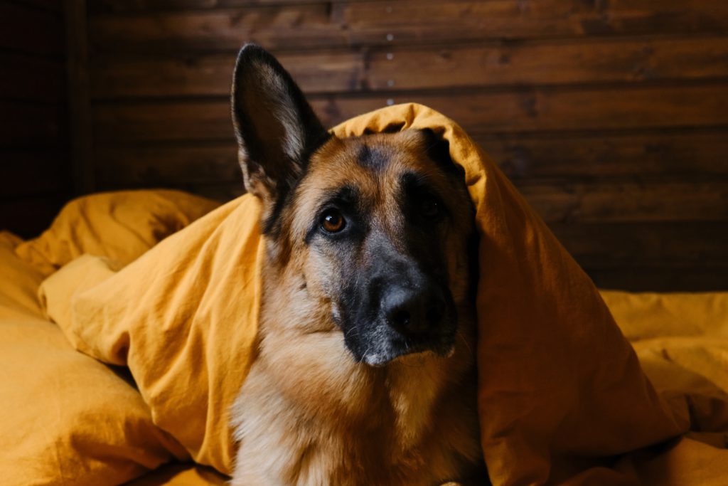 Image – dog under blanket: lightman_pic/shutterstock
