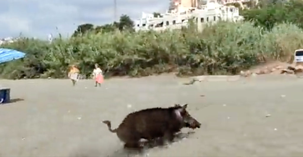 Wild boar beach