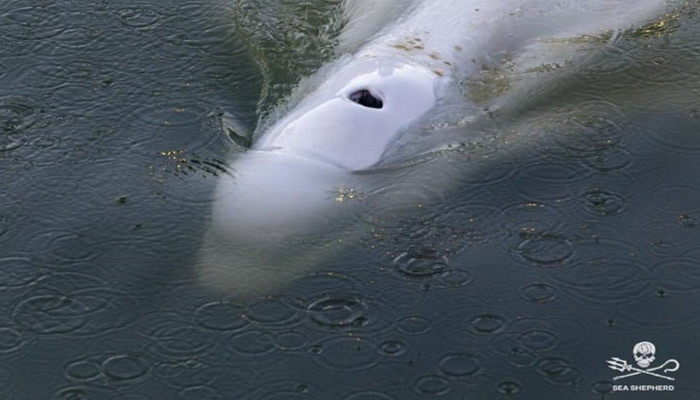 Experts offer 'little hope' for survival of beluga whale trapped in France's River Seine