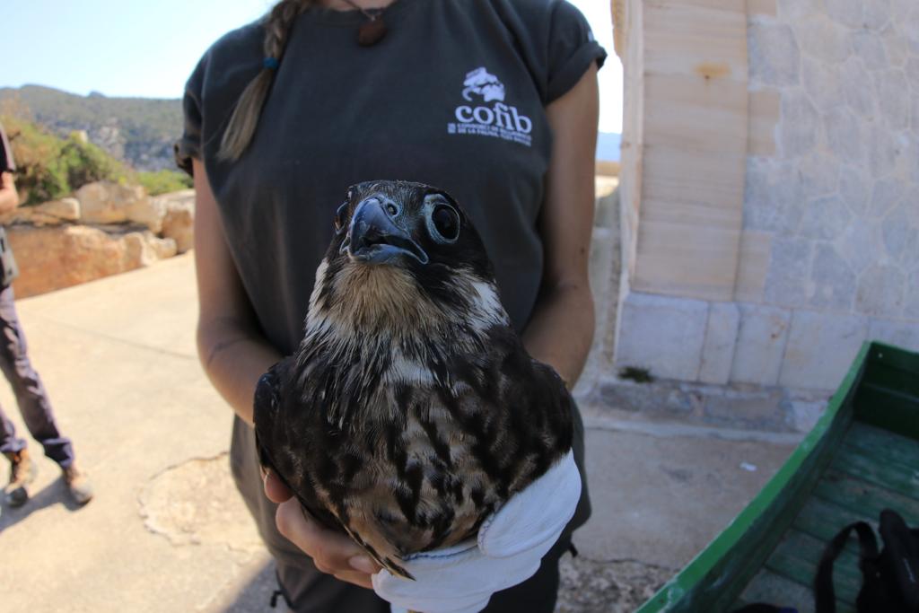 Eleanora's falcon: Protected species rescued and released into Mallorca's Sa Dragonera