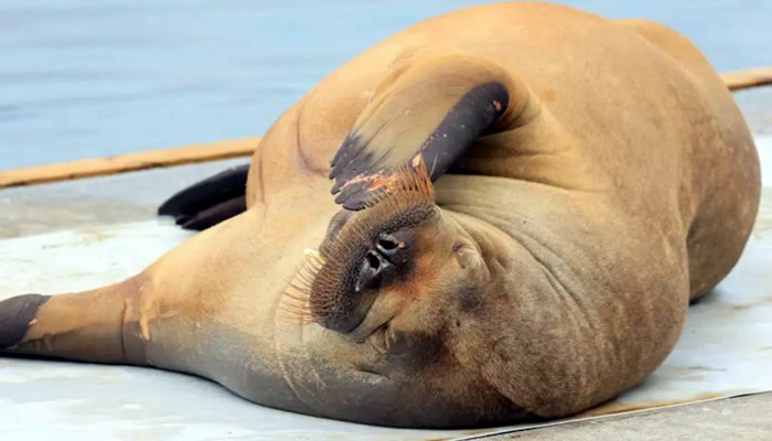 OUTRAGE as Freya the 1,300 pound walrus is EUTHANISED by Norwegian authorities