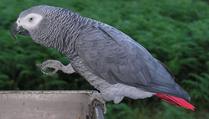Stolen parrot recovered in Alhaurin de la Torre after calling out its owners name