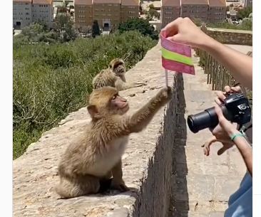WATCH: Two monkeys in Gibraltar fight over a Spanish flag