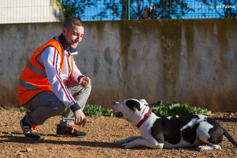 Hundreds of animals leave Palma's Son Reus Animal Welfare Centre for new homes