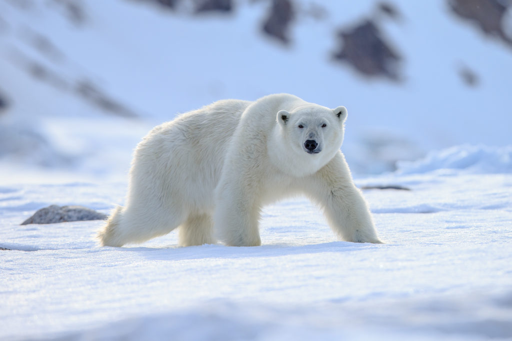 Polar bear attacks French tourist in Norway's Arctic Svalbard archipelago