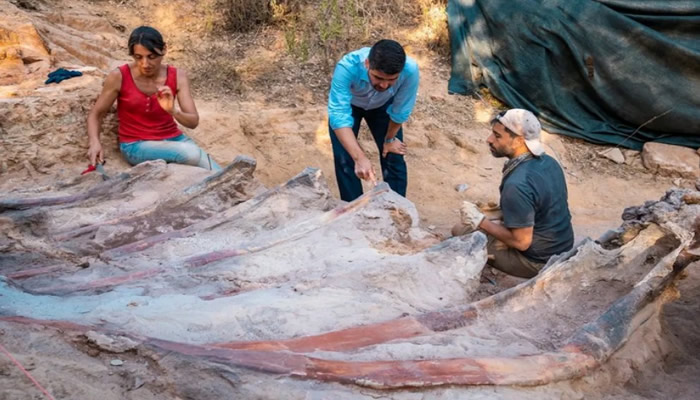 25-metre-long dinosaur skeleton found in Portugal backyard could be largest ever unearthed in Europe