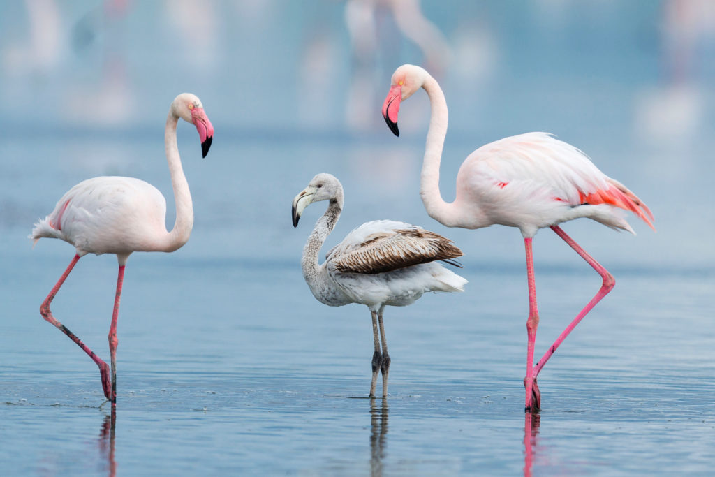 Spain’s flamingo population at risk unless rains come soon