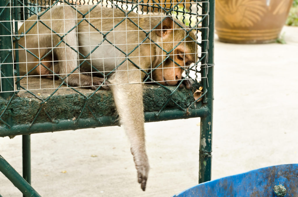 Major airline set to end transport of monkeys from Africa and Asia to US laboratories
