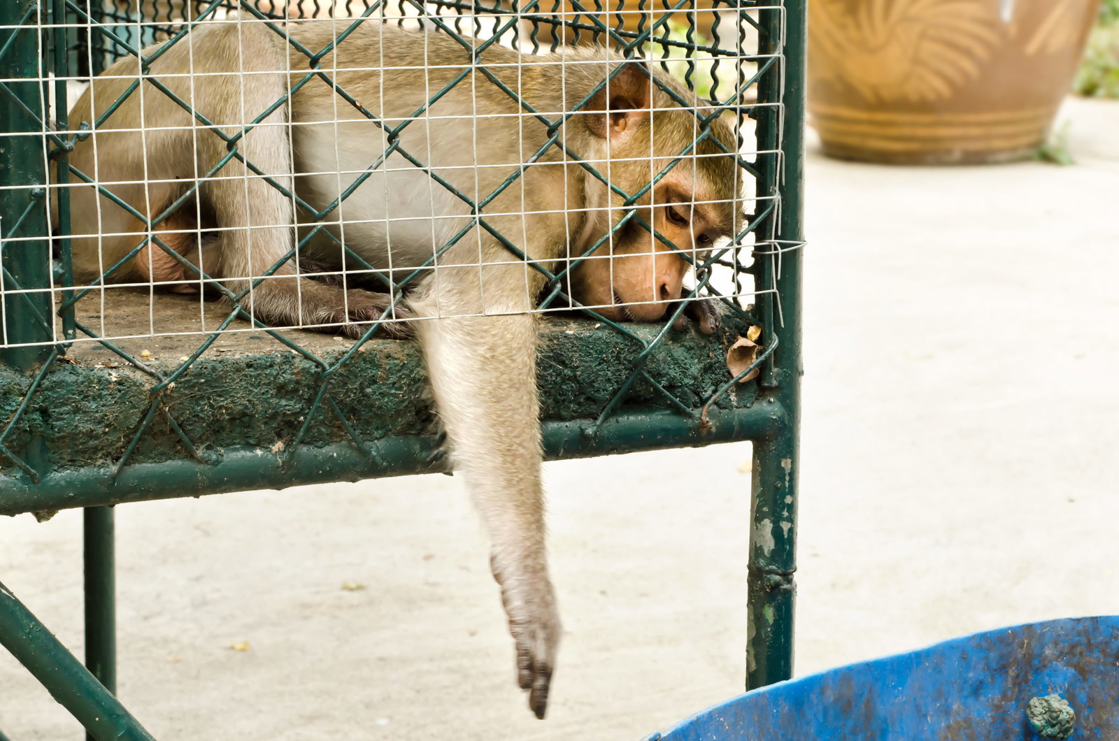 Animal rights win as major airline makes important decision regarding ...