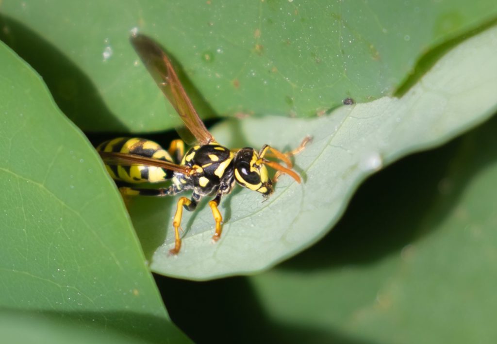Europe could be facing a wasp plague says biologist