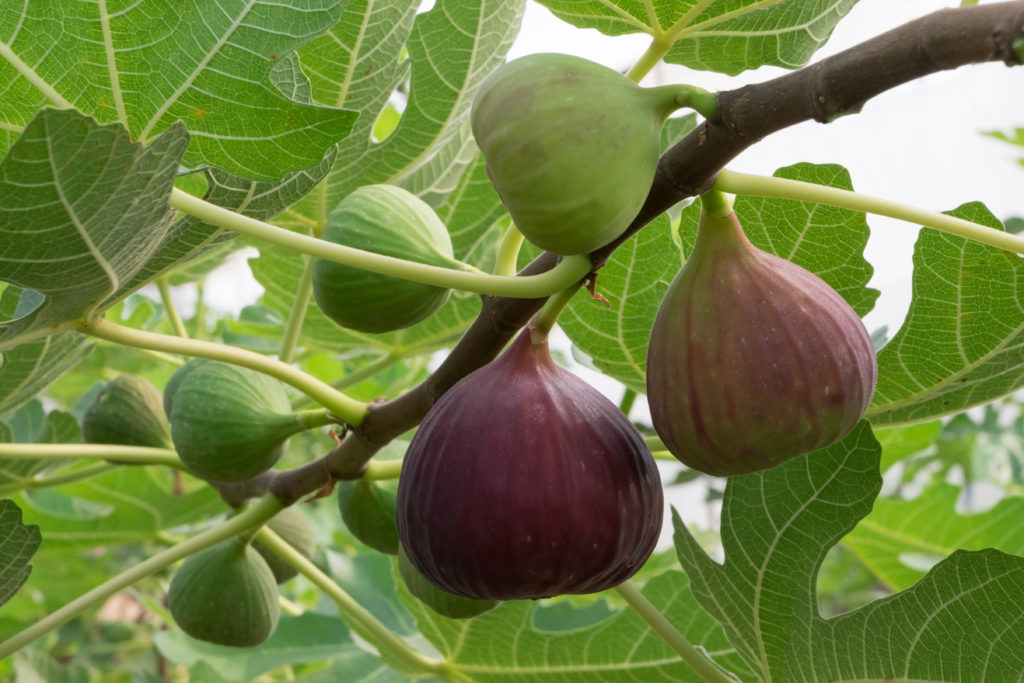 figs aren't fruit