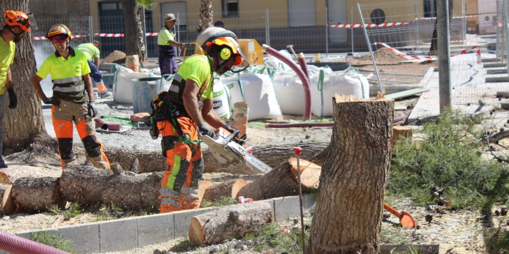 Costa Blanca's Novelda begins felling seven Aleppo pines in the Plaza de San Lazaro