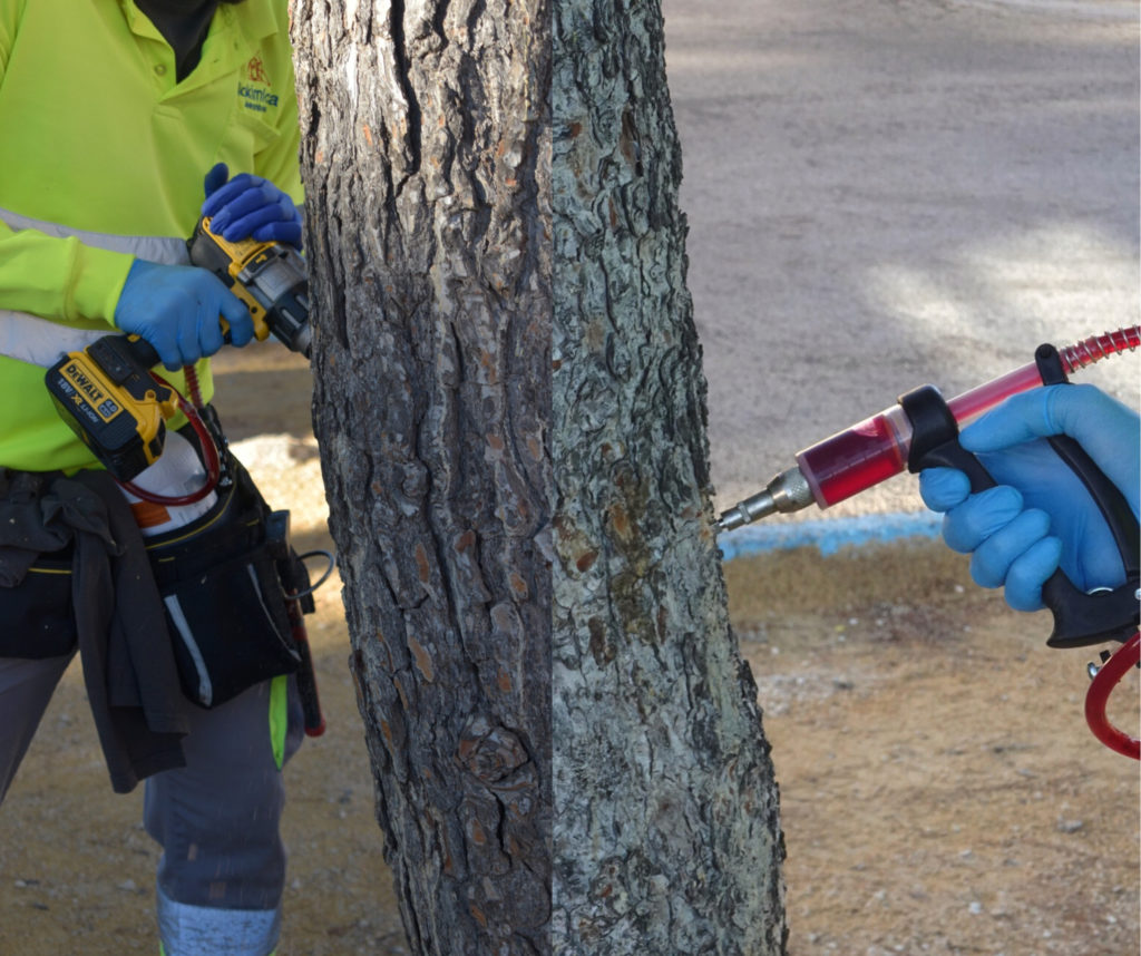 Preventative treatment to avoid the appearance of the pine processionary moth