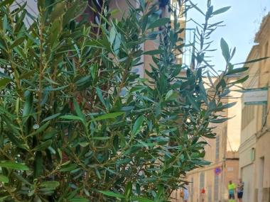 Mallorca's Manacor to add 25 olive trees to the city centre's streets and squares