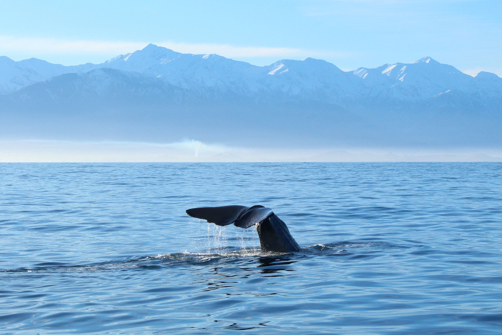 Sperm Whale off New Zealand - Felicity Meade Shutterstock.com