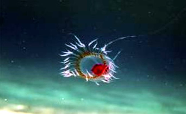 Secretos de ‘medusas inmortales’ descubiertos por científicos españoles