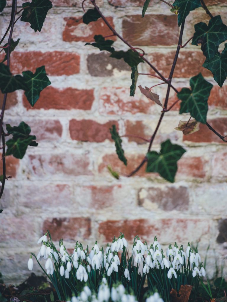 Better to be safe with garden wall maintenance