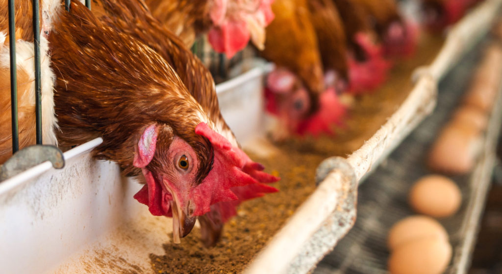 The UK’s worst bird flu outbreak brings misery for farmers and wild birds